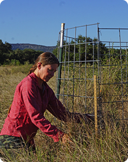 Woman monitoring pasture health by measuring forage height outside grazing exclosure